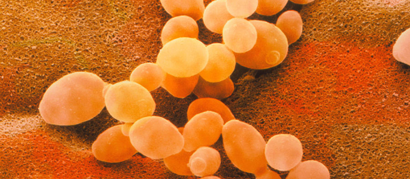 Saccharomyces-Ferment-Filtrate-Bao-boi-cho-lan-da-khoe-manh-rang-ro-MENGEN.png