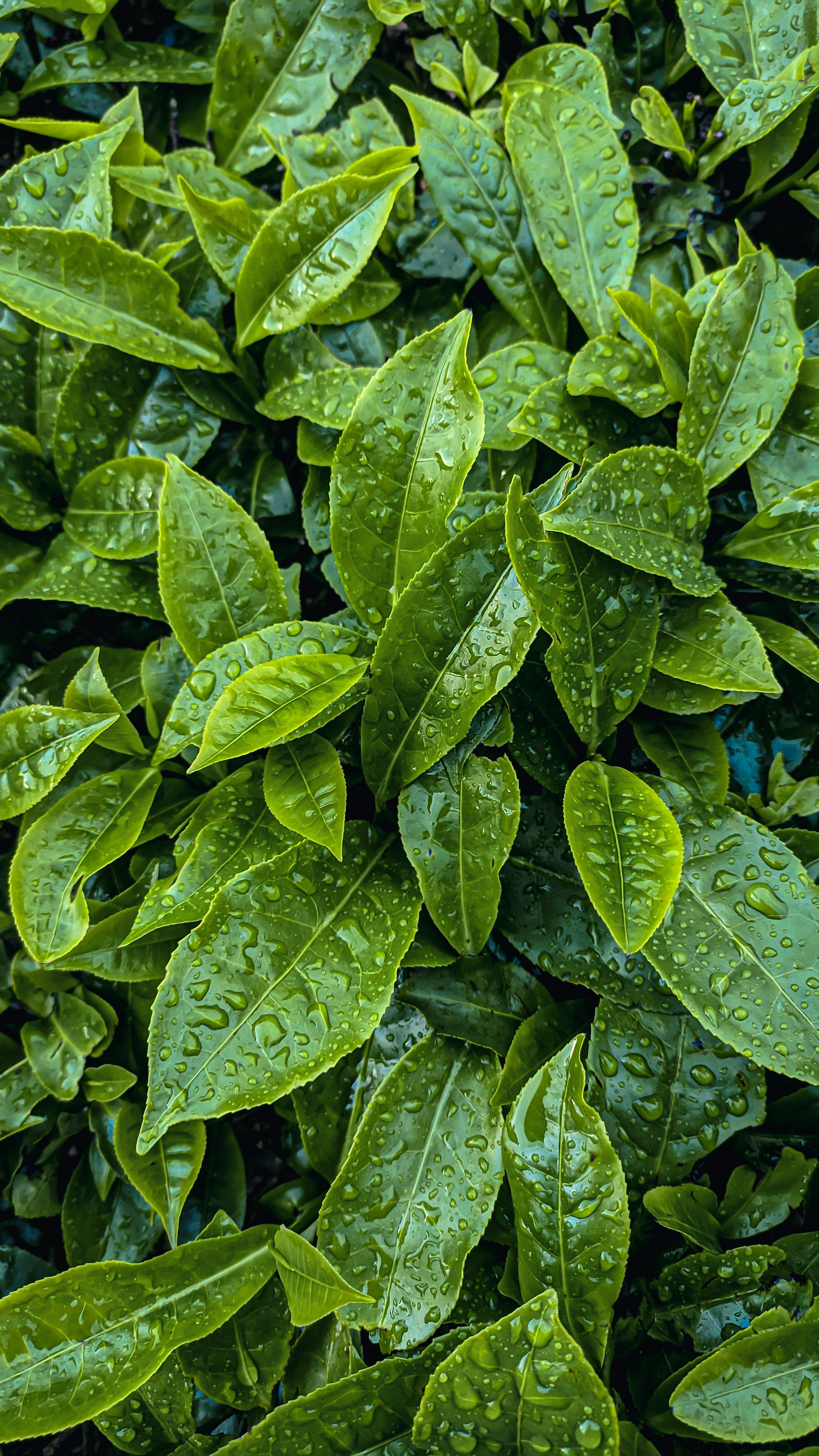solomon-raja-eFctLYMX9yI-unsplash.jpg